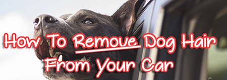 Remove Dog Hair from Your Car